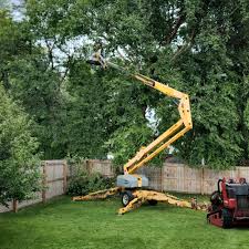 Best Stump Grinding and Removal  in Harlingen, TX