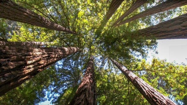 Reliable Harlingen, TX Tree Services Solutions