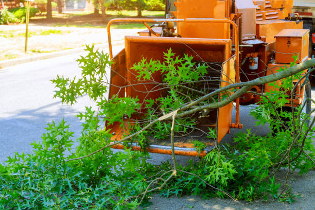 How Our Tree Care Process Works  in  Harlingen, TX