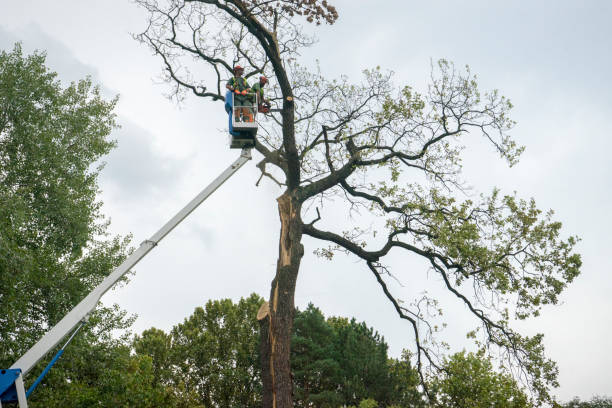Best Firewood Processing and Delivery  in Harlingen, TX