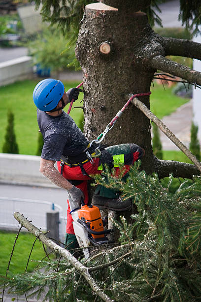 Best Tree Cabling and Bracing  in Harlingen, TX