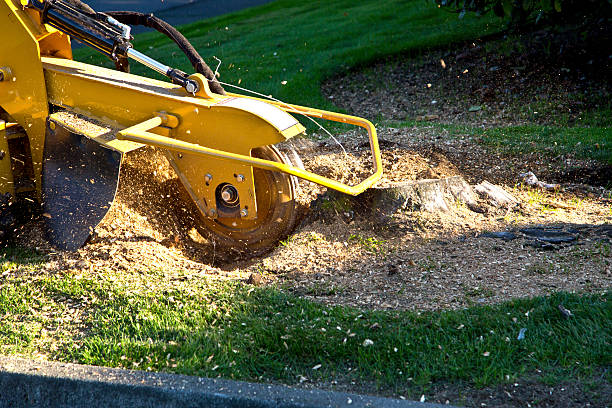 Lawn Maintenance Plans in Harlingen, TX